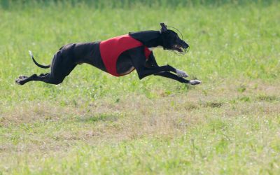 Danish Sighthound Club, Coursing, Nørresundby