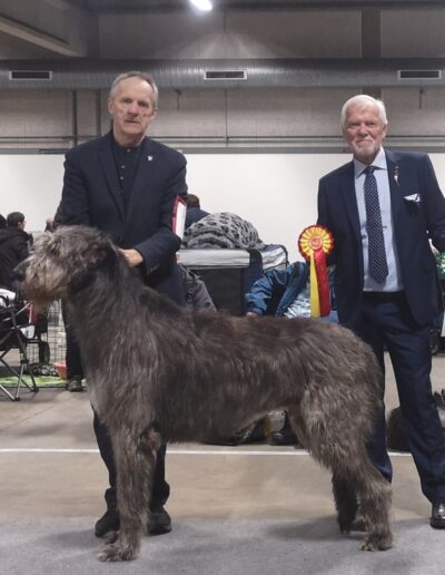 Urdfjells henki, emmett, irsk ulvehund, irish wolfhound